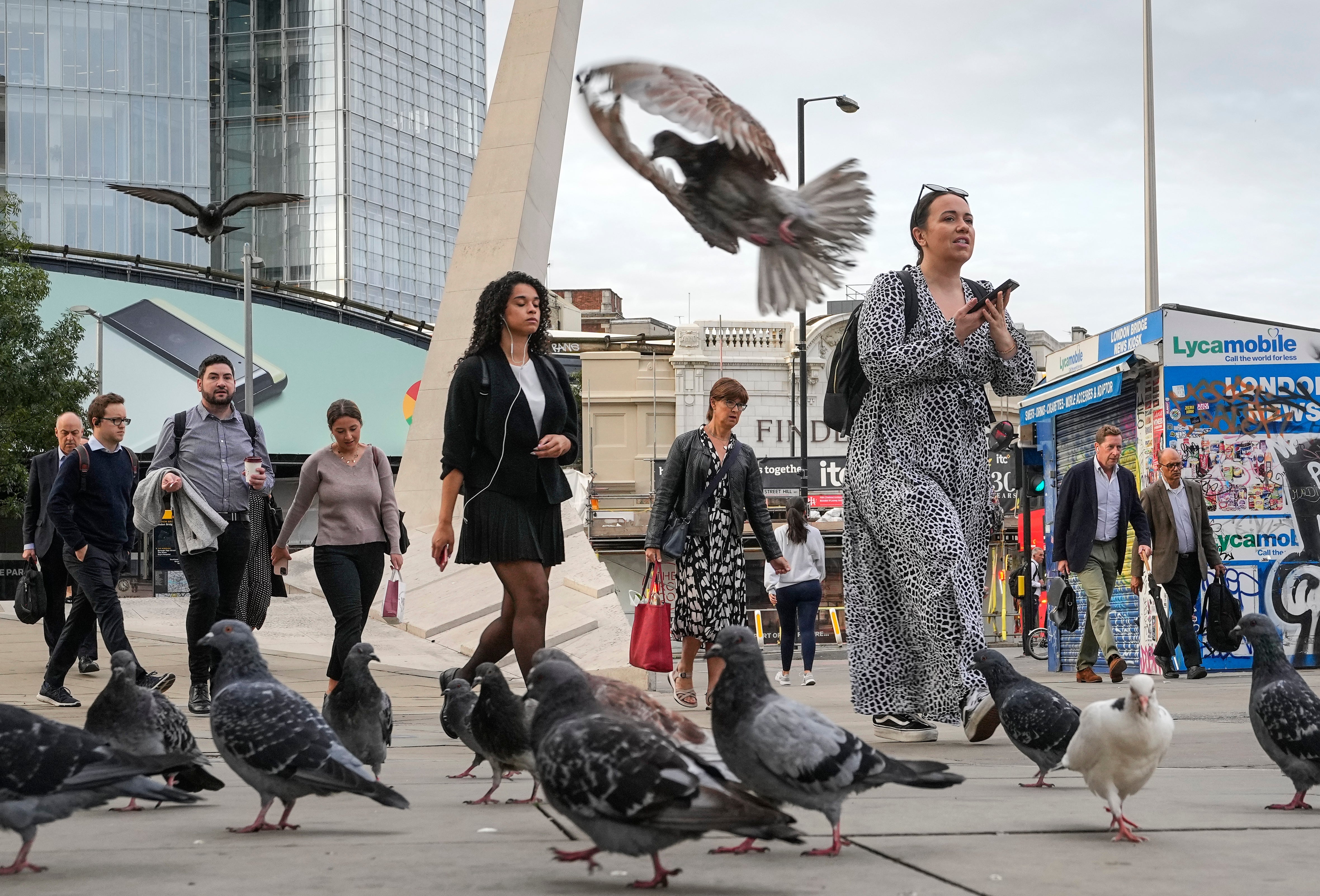 Pigeons fled London during lockdown