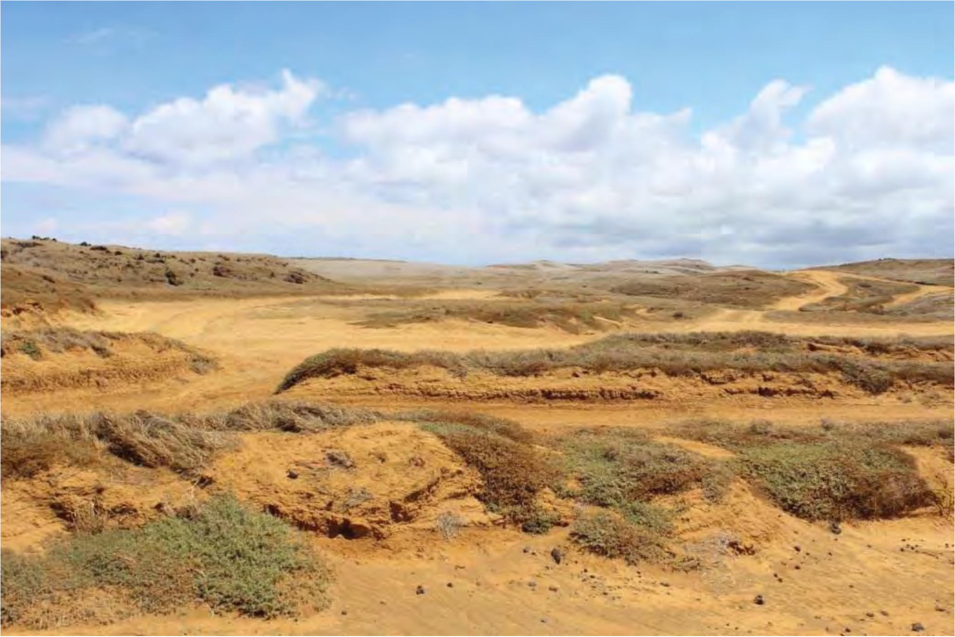 Divots and paths carved into the land by illegal vehicle use at South Point on the Big Island