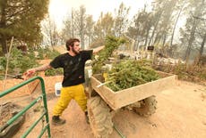 94 per cent of California’s cannabis farms are at risk from wildfire