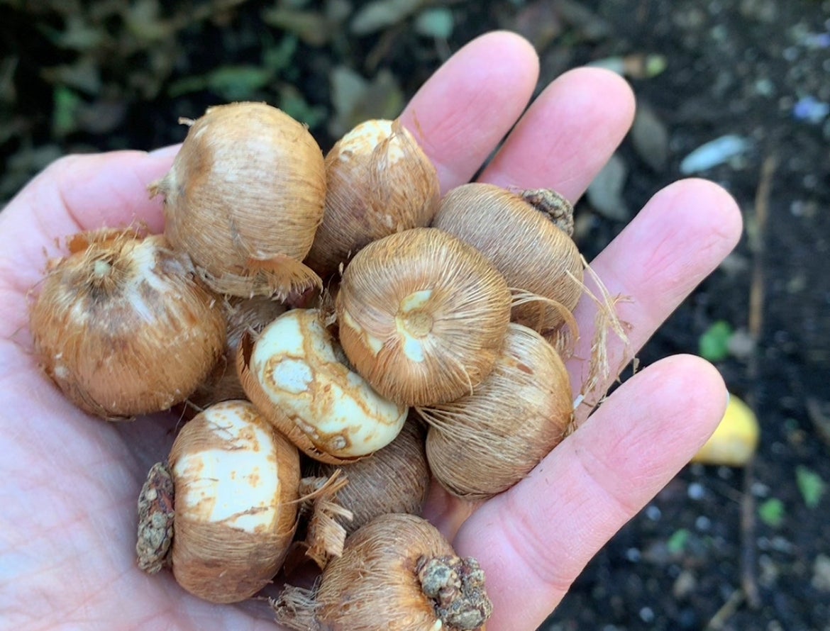 Gardening Late-Season Tips