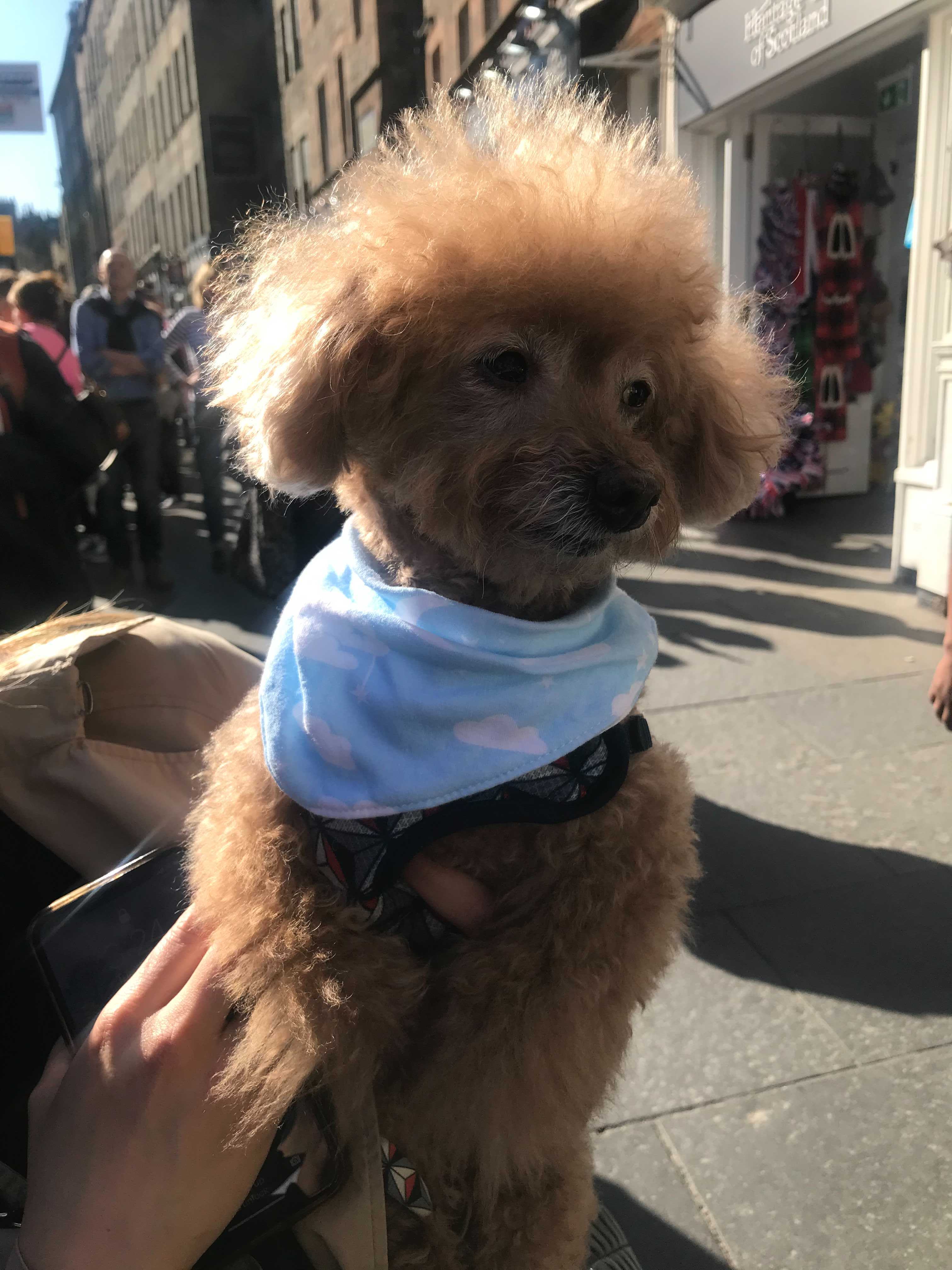 Rufus, the 11-year-old toy poodle, also queued for five hours up to St Giles’ cathedral but had to wait outside