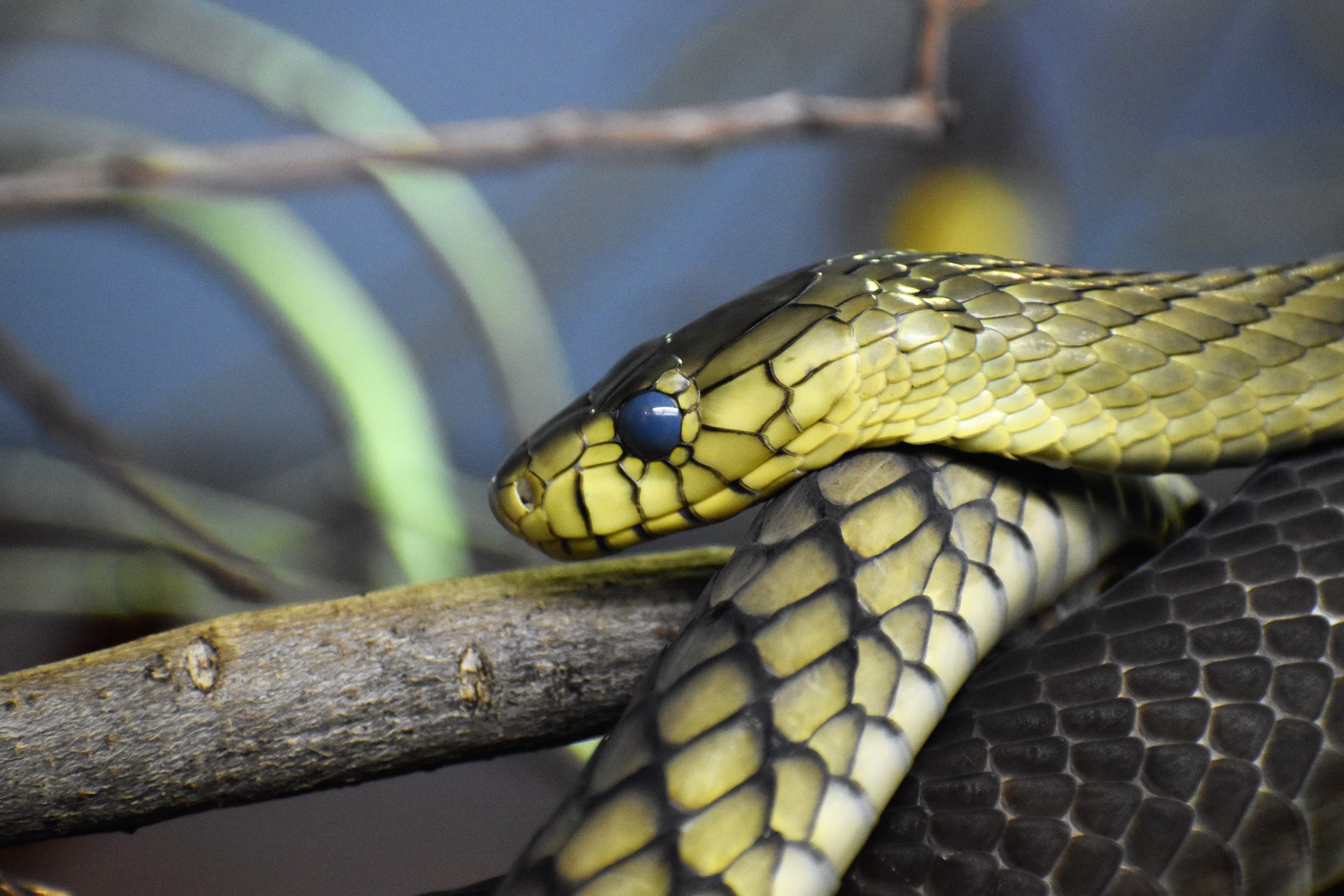 Snake bite injuries are becoming more common in the UK due to a rise in people keeping the reptiles as pets