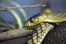 Venomous snake attacks rising in the UK, doctors warn