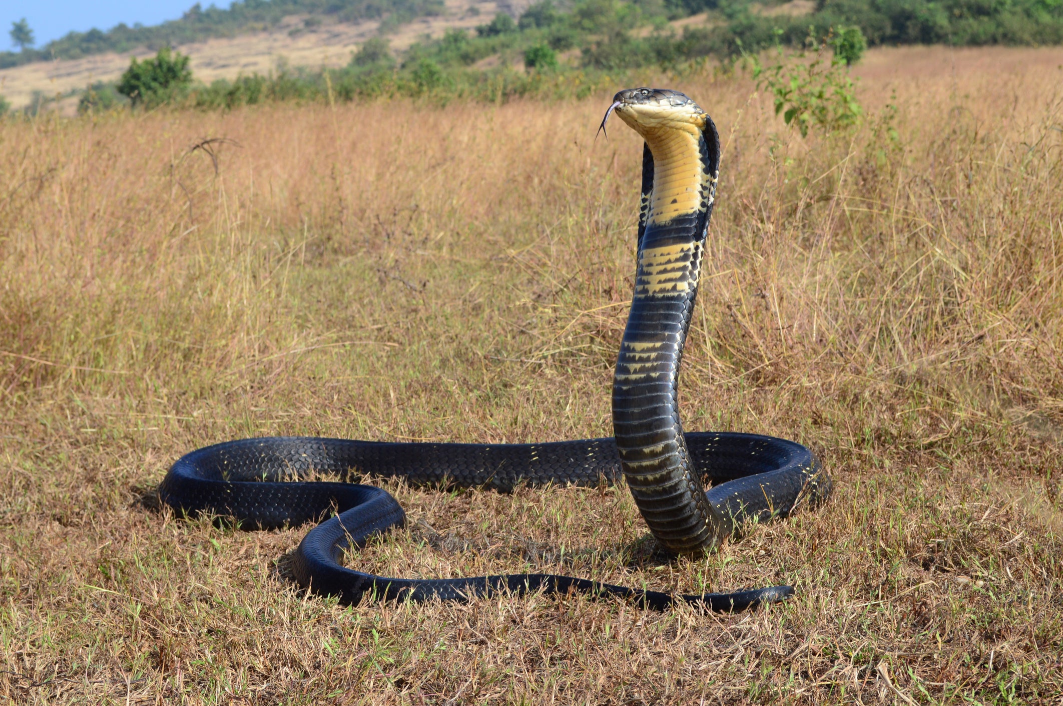 King cobras can measure up to 13 feet long and are able to rise so they meet an adult at eye-level