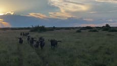 Brave dog confronts herd of lively wildebeest in South Africa