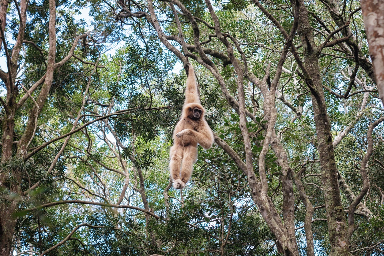 Two gibbons made their escape but were recaptured by Paignton Zoo staff