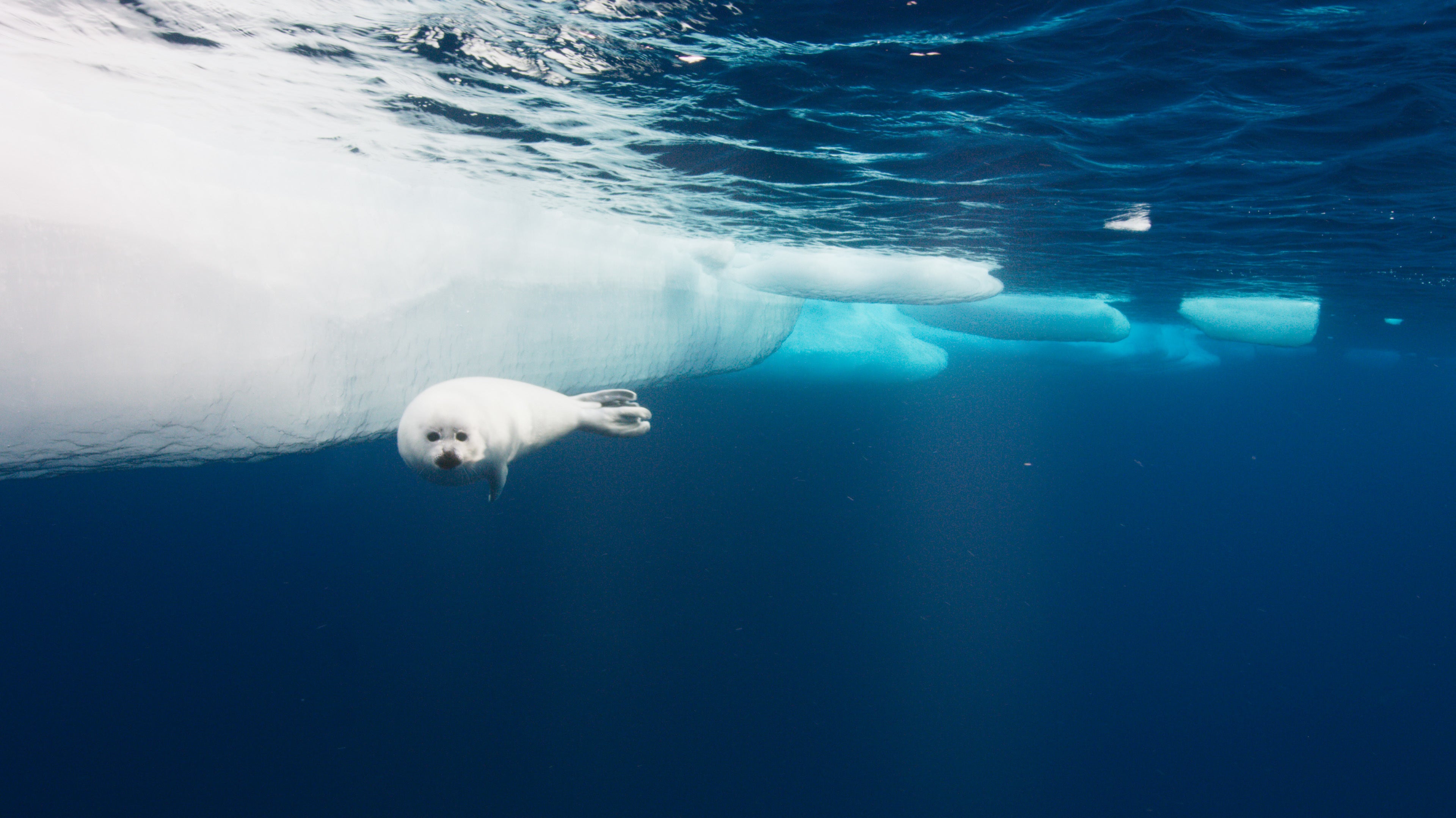 A baby harp seal swimming under the pack ice off east Greenland