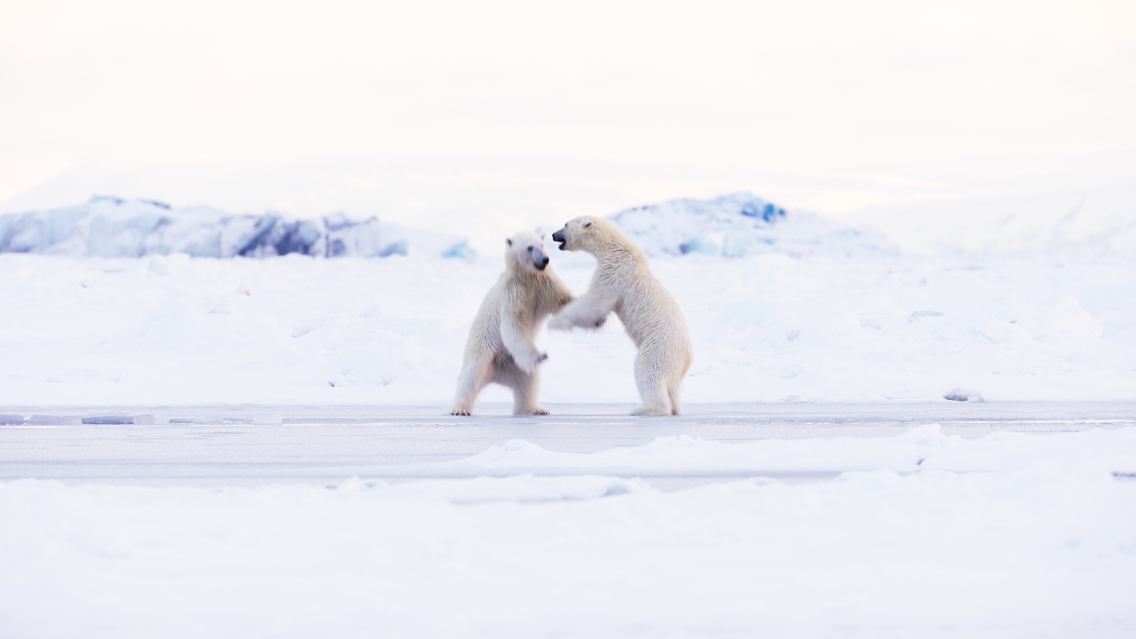 Polar bears explore and play in the great expanse of Svalbard’s sea ice fjords