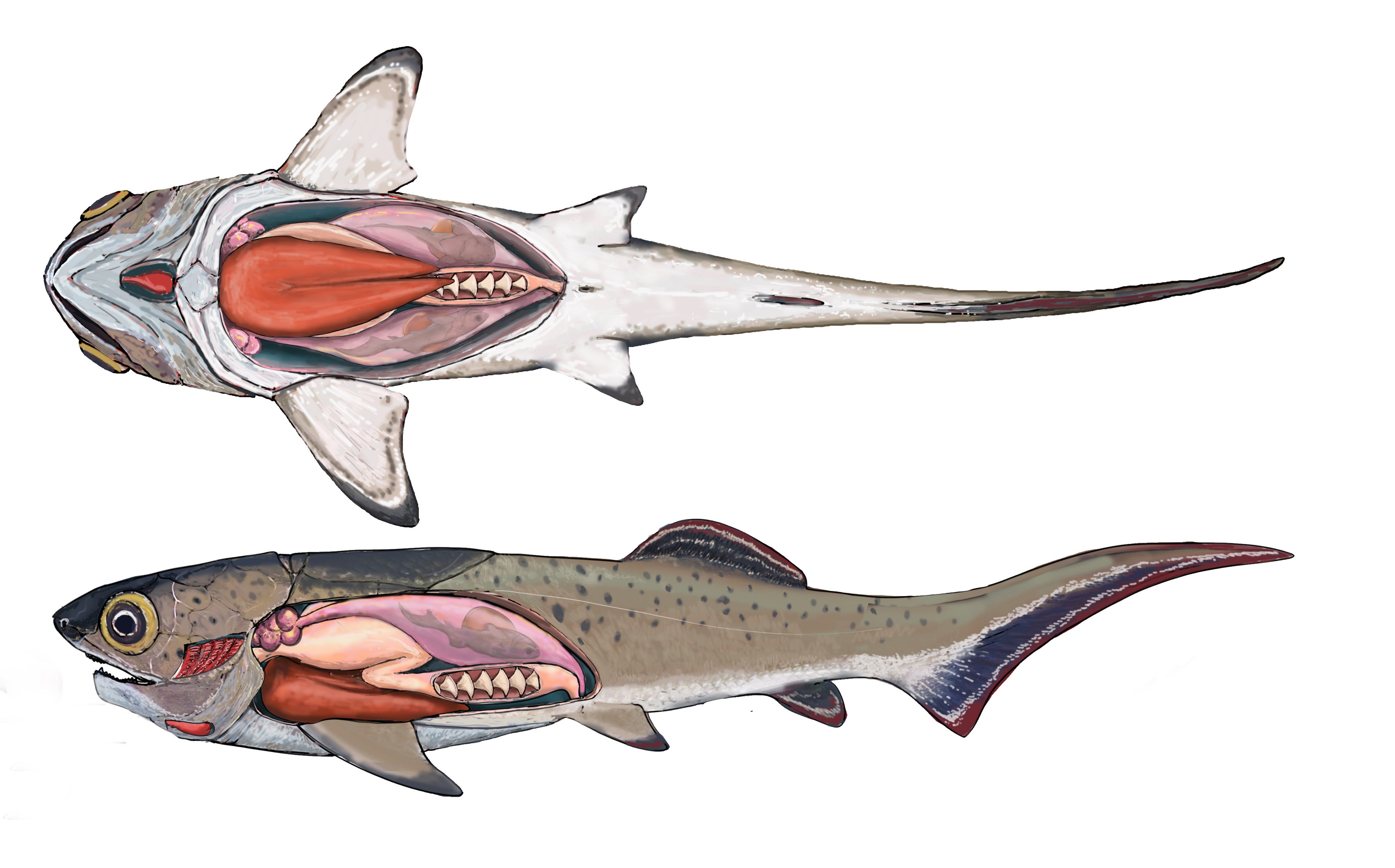 A reconstruction of the heart of a jawed fish that lived around 380 million years ago (Trinajstic et al/Science)