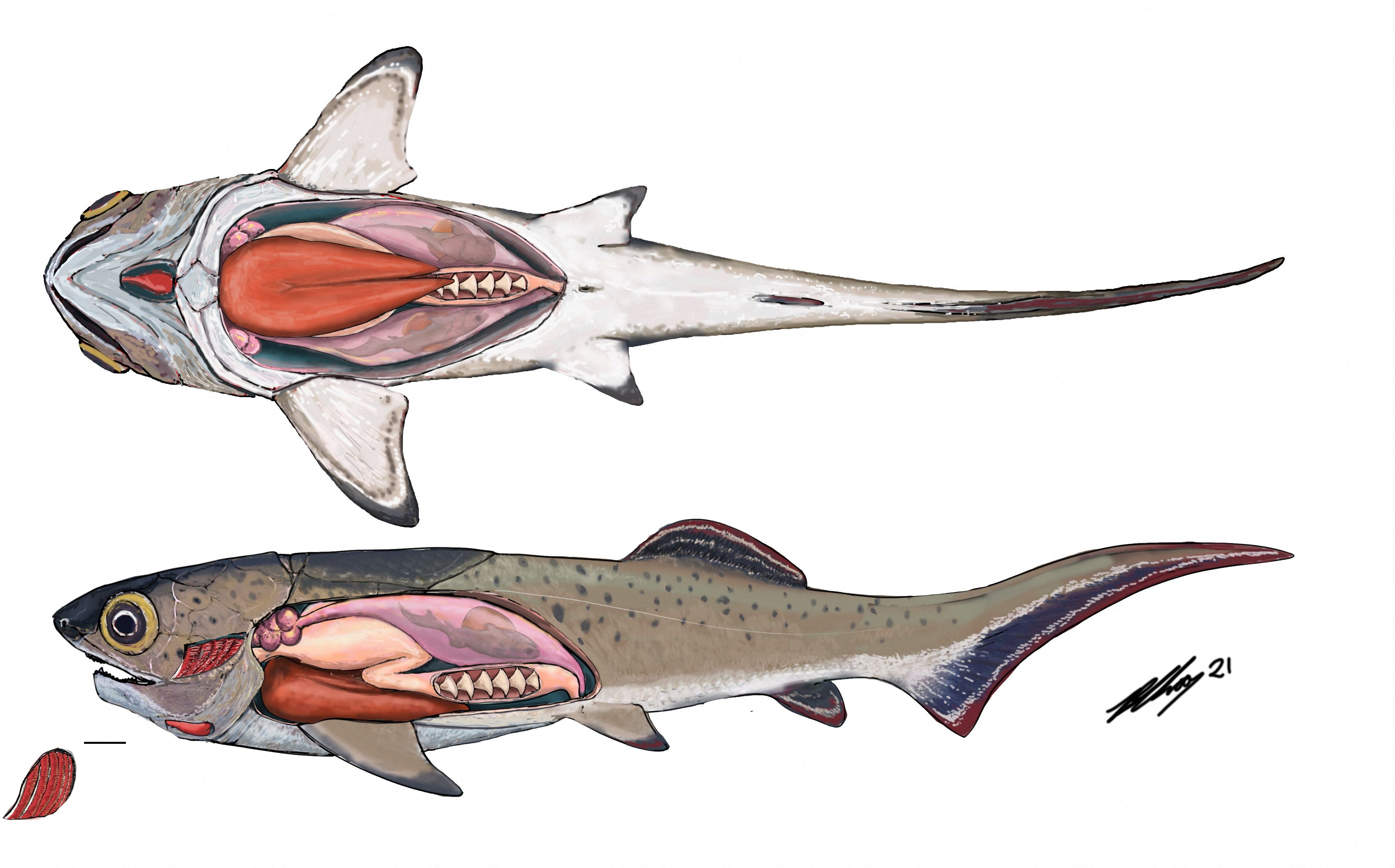 The internal organs of an ancient armored fish are seen in this undated artist’s reconstruction