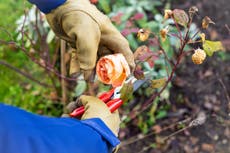 6 things to do now to get your garden ready for autumn