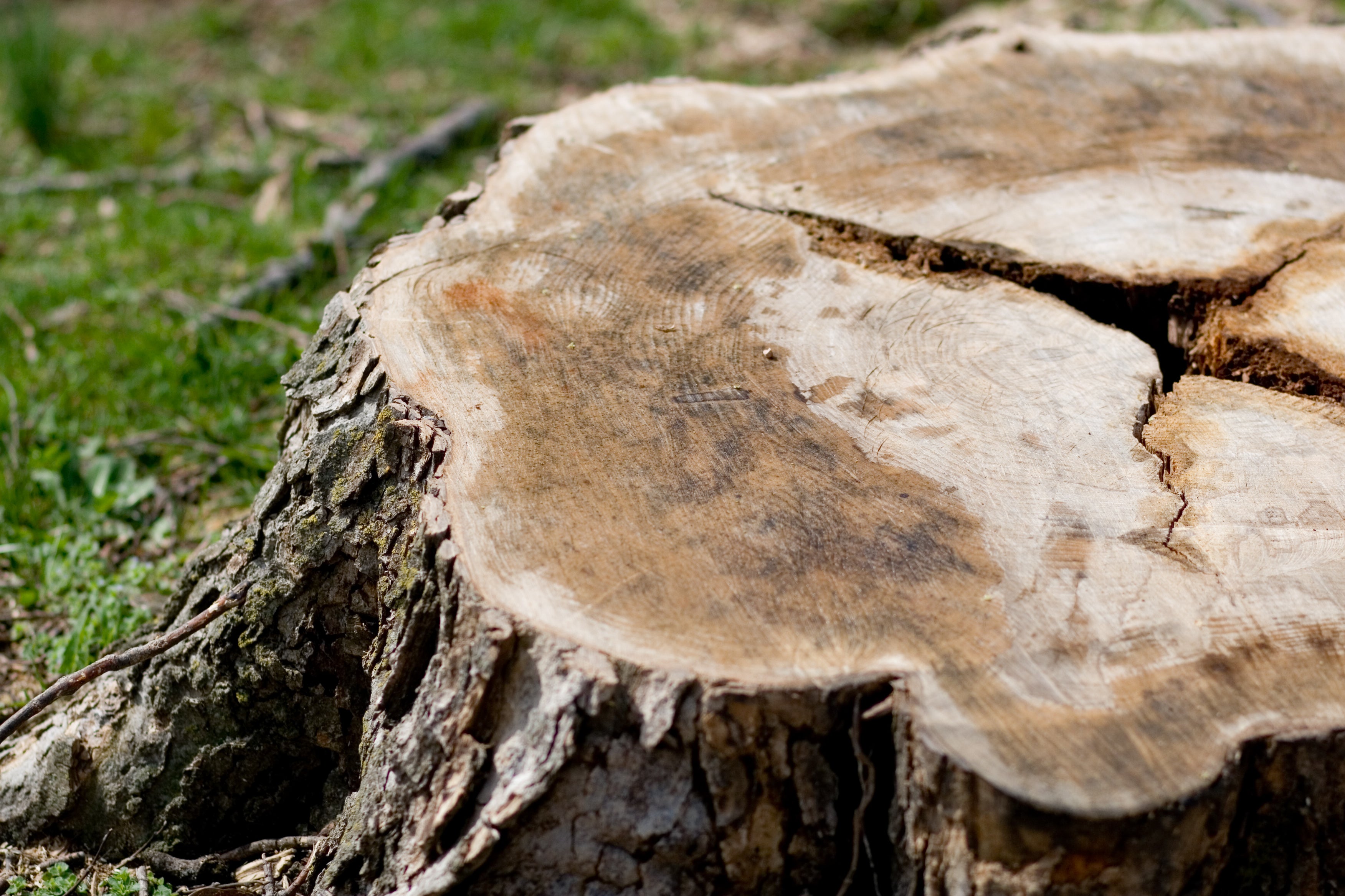 Stump and machine fought a mighty battle for what seemed like hours, and the stump had the best of it