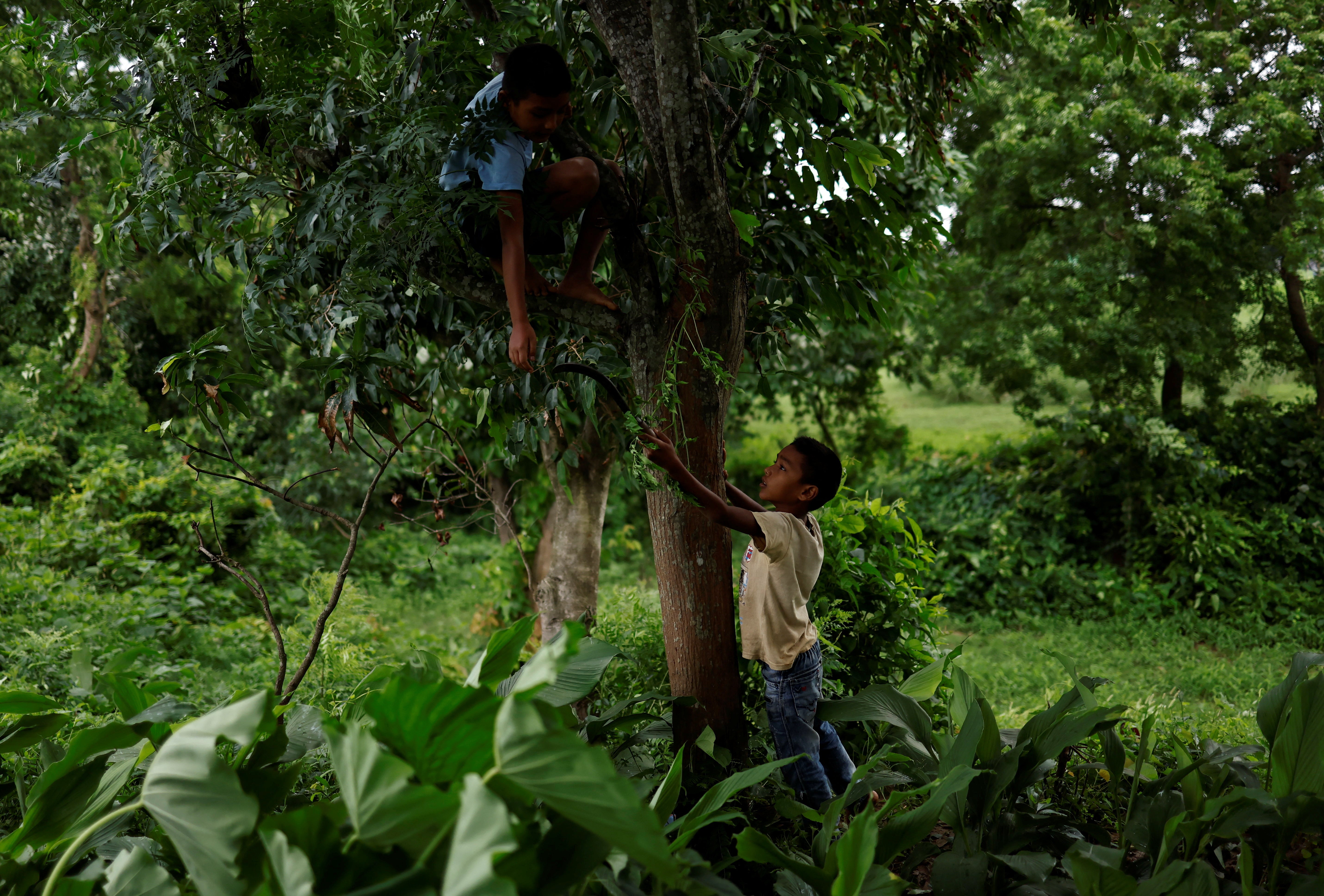 Arjun, 7, passes a sickle to his elder brother Resham, who is climbing a tree to cut branches to feed their goats