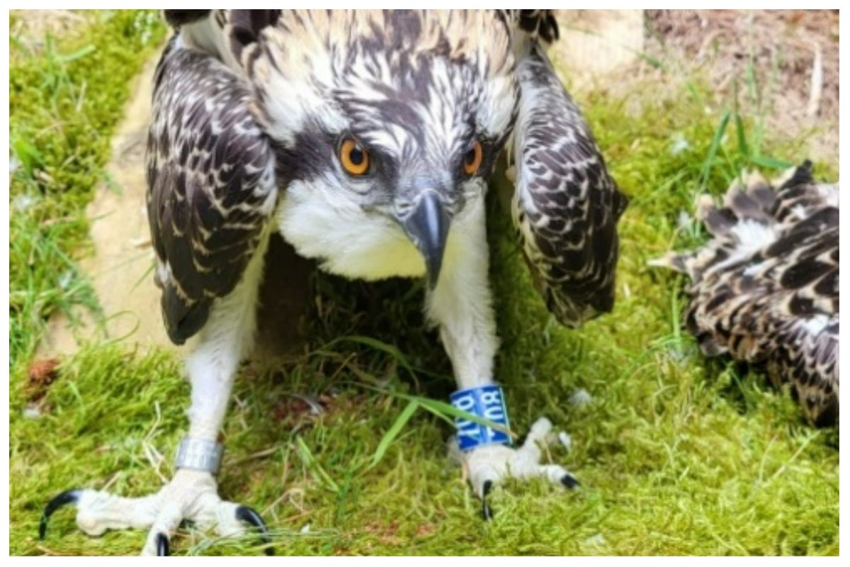 Glen, after having his GPS tracker fitted (Conservation Without Boarders/PA)