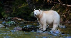 Rare white ‘spirit bear’ spotted in Michigan