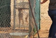 Cheetahs make a comeback in India after 70 years