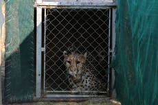 India prepares to set up quarantine enclosures for more cheetahs arriving from South Africa