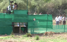 Modi dons safari gear and long-lens camera for historic release of cheetahs in India