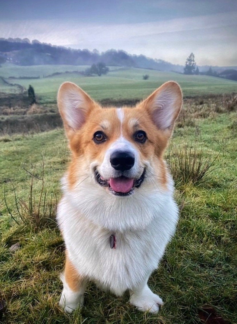 Wilbur the corgi