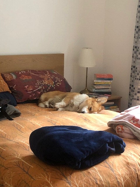 Wilbur the corgi taking a nap