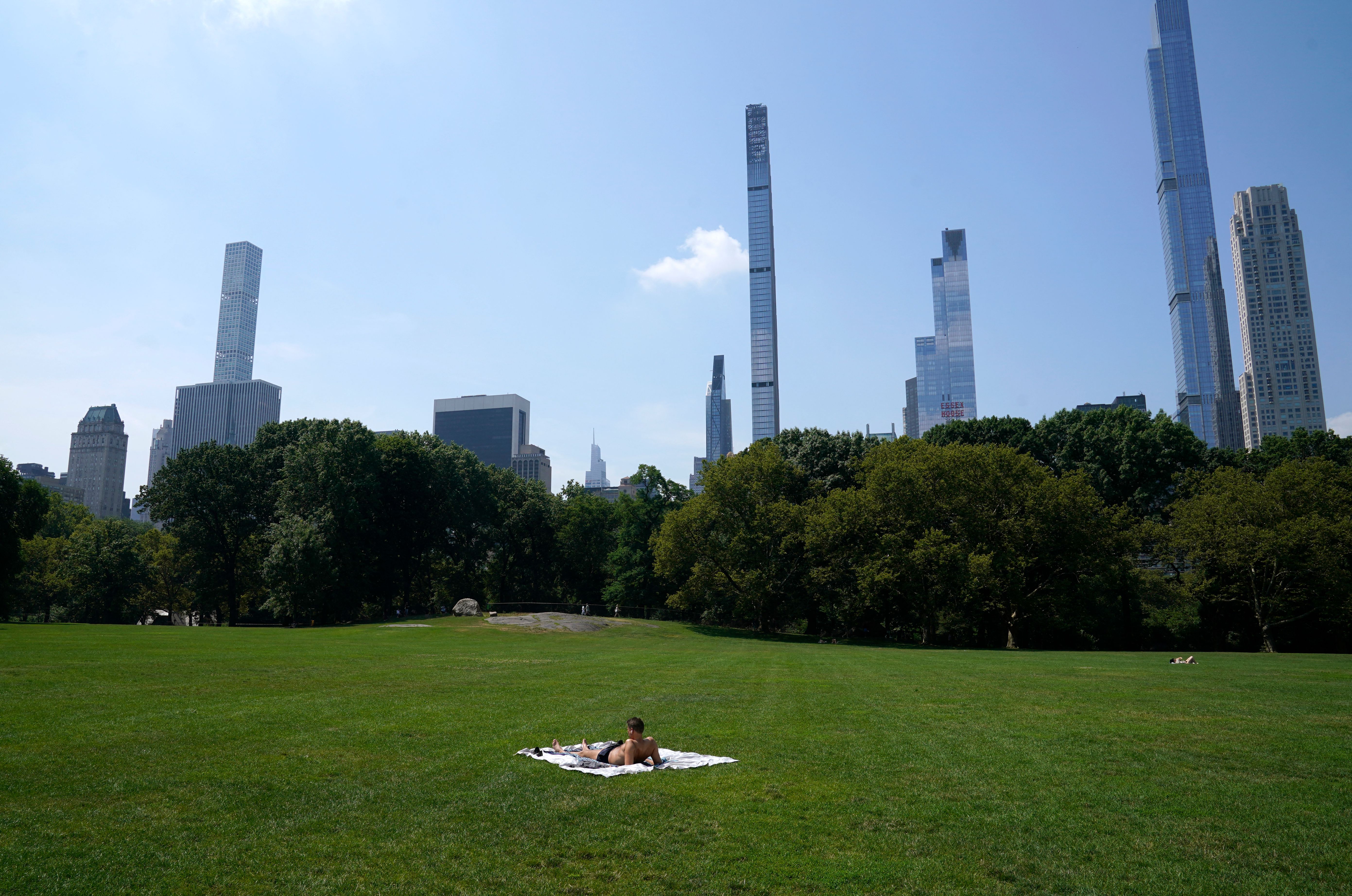 Cities are getting too hot for trees, new study reveals