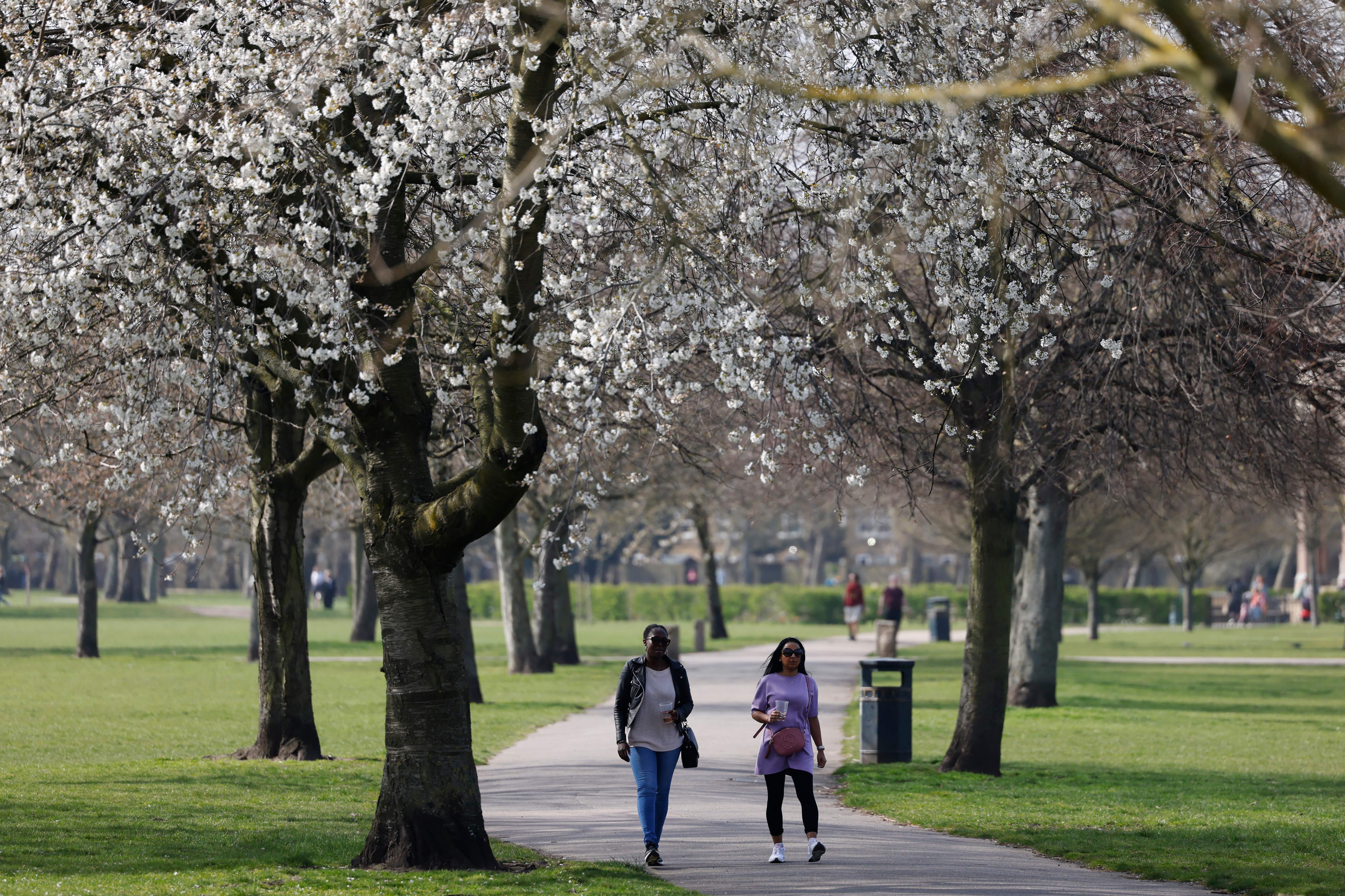 Experts say trees are key to keeping cities cool