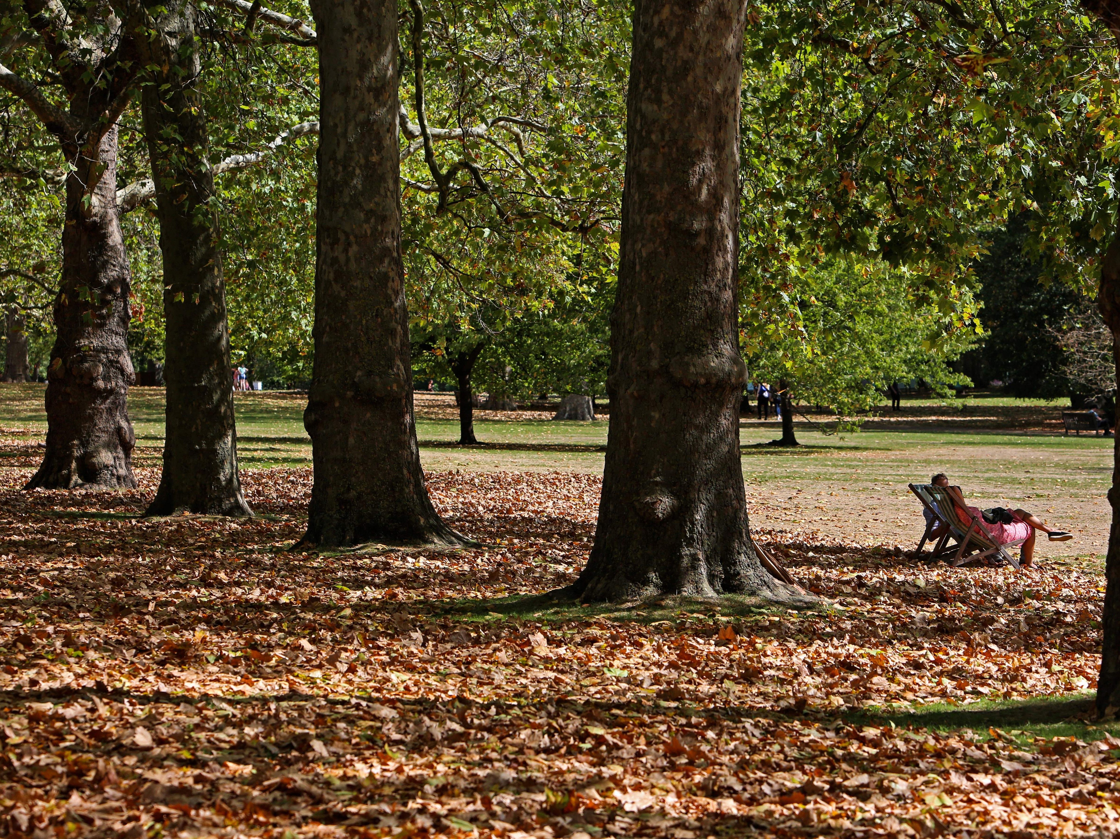 Experts warn cities could become less liveable with decline of trees