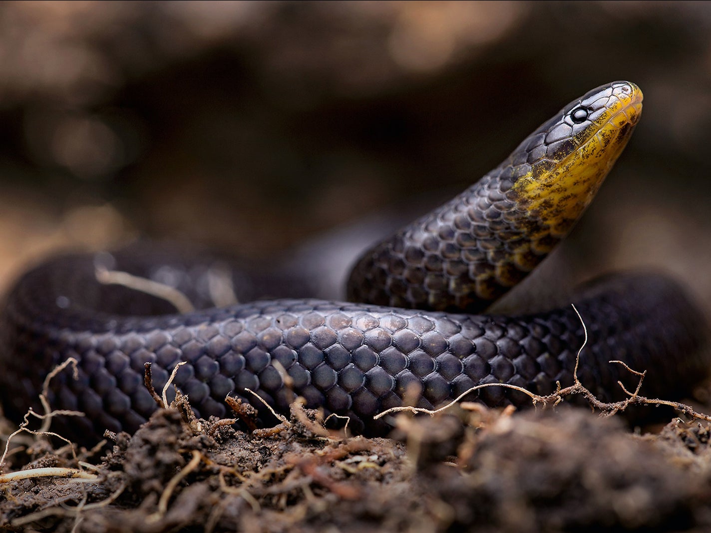 Grave new world: this species, named Atractus michaelsabini, was found hidden besides a church in the Andean town Guanazán, El Oro province, Ecuador