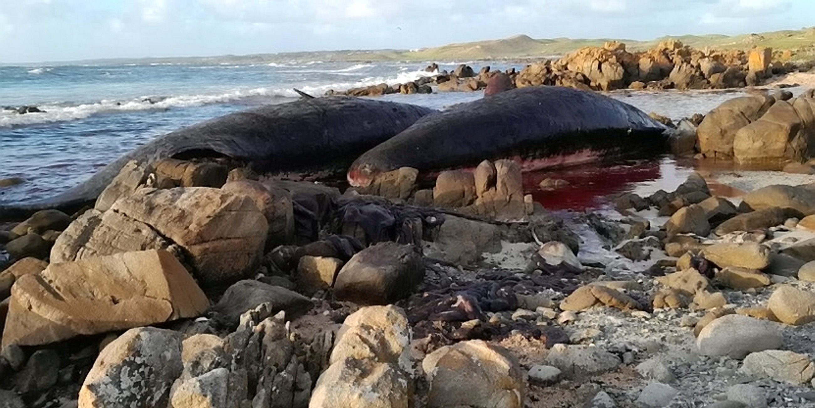 The region’s complex topography has been blamed for high numbers of stranded whales