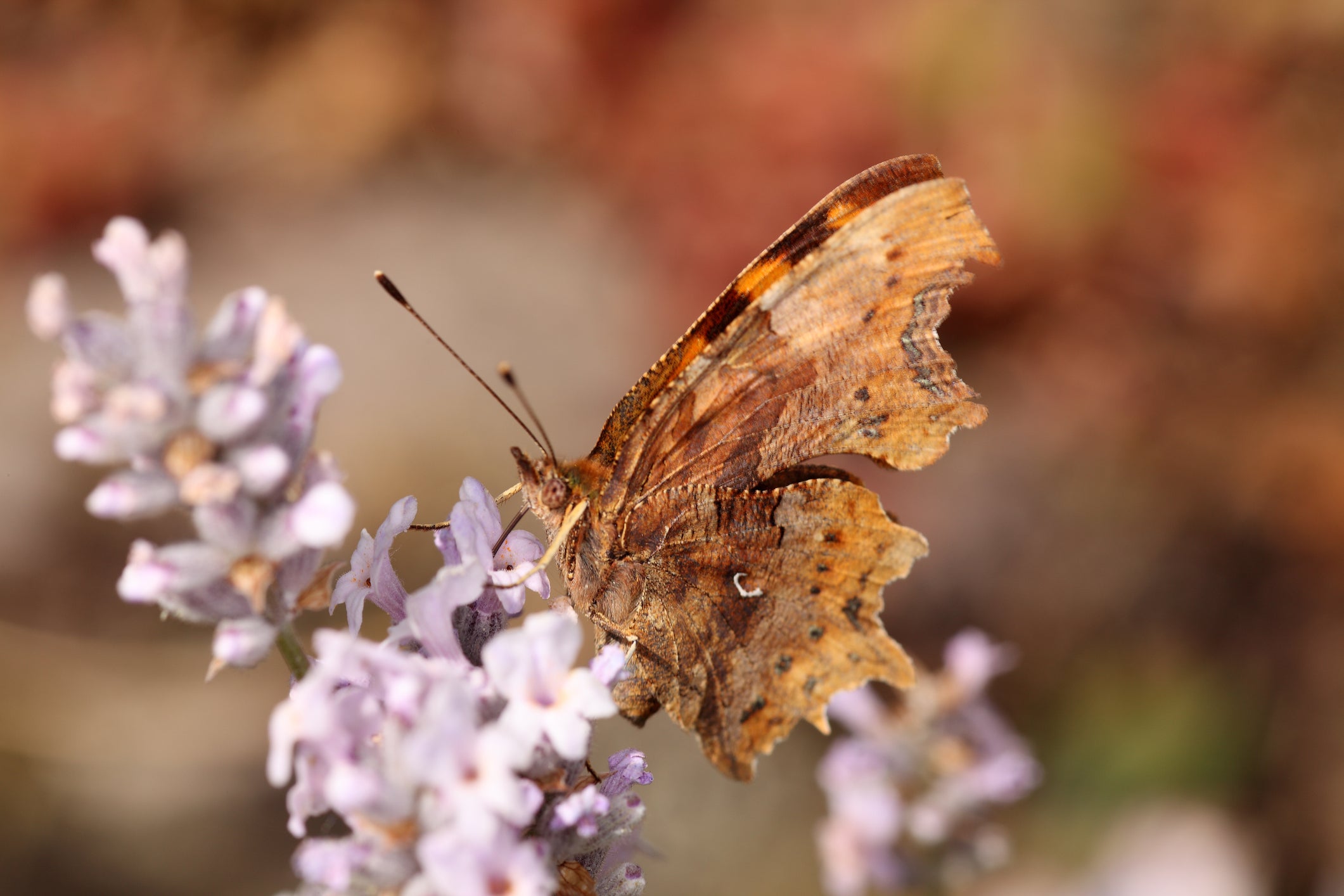 A harmless creature like the comma should be handled with care, respect, and a little trepidation