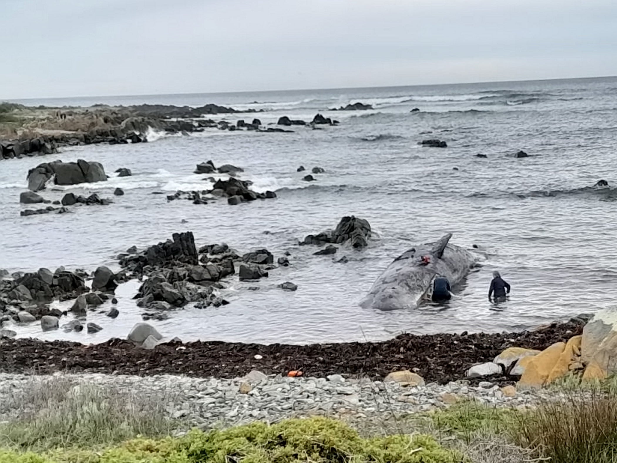 The ‘bachelor pod’ of juvenile whales was found on King Island