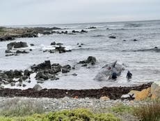 More than a dozen sperm whales found beached