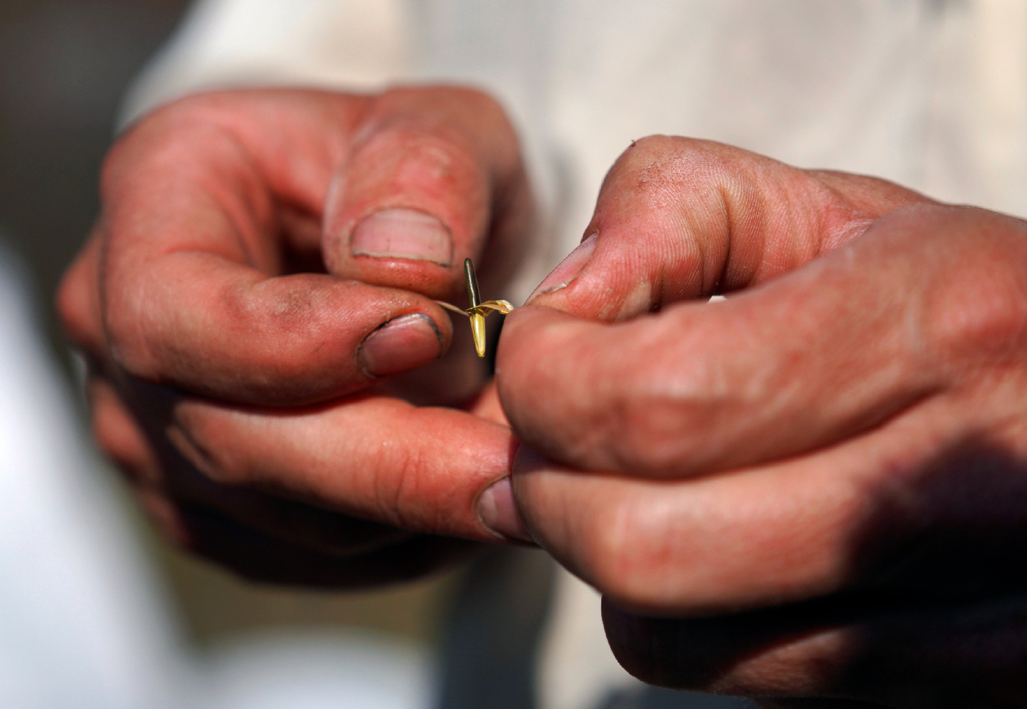 Native Americans Wild Rice Harvest