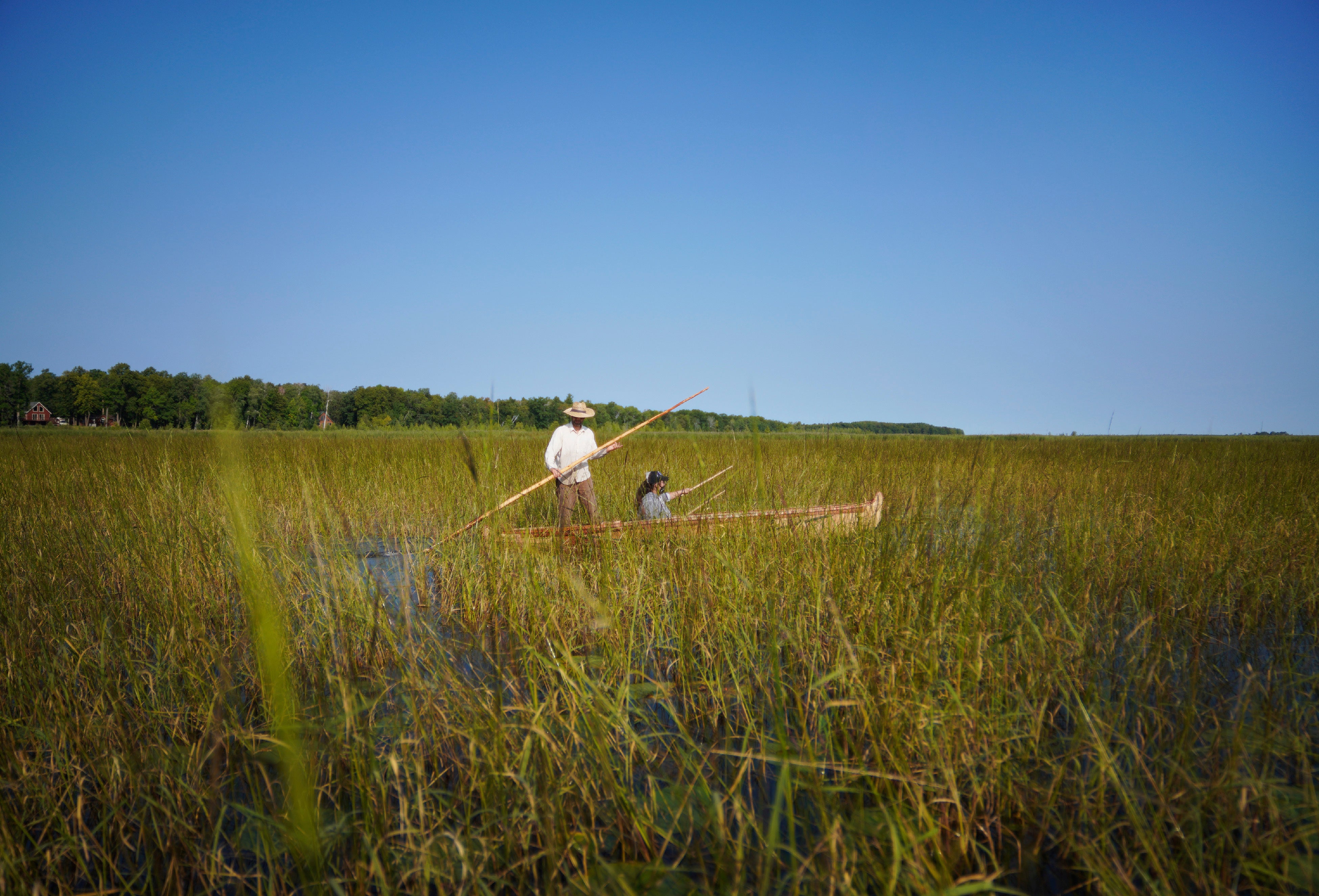 Native Americans Wild Rice Harvest