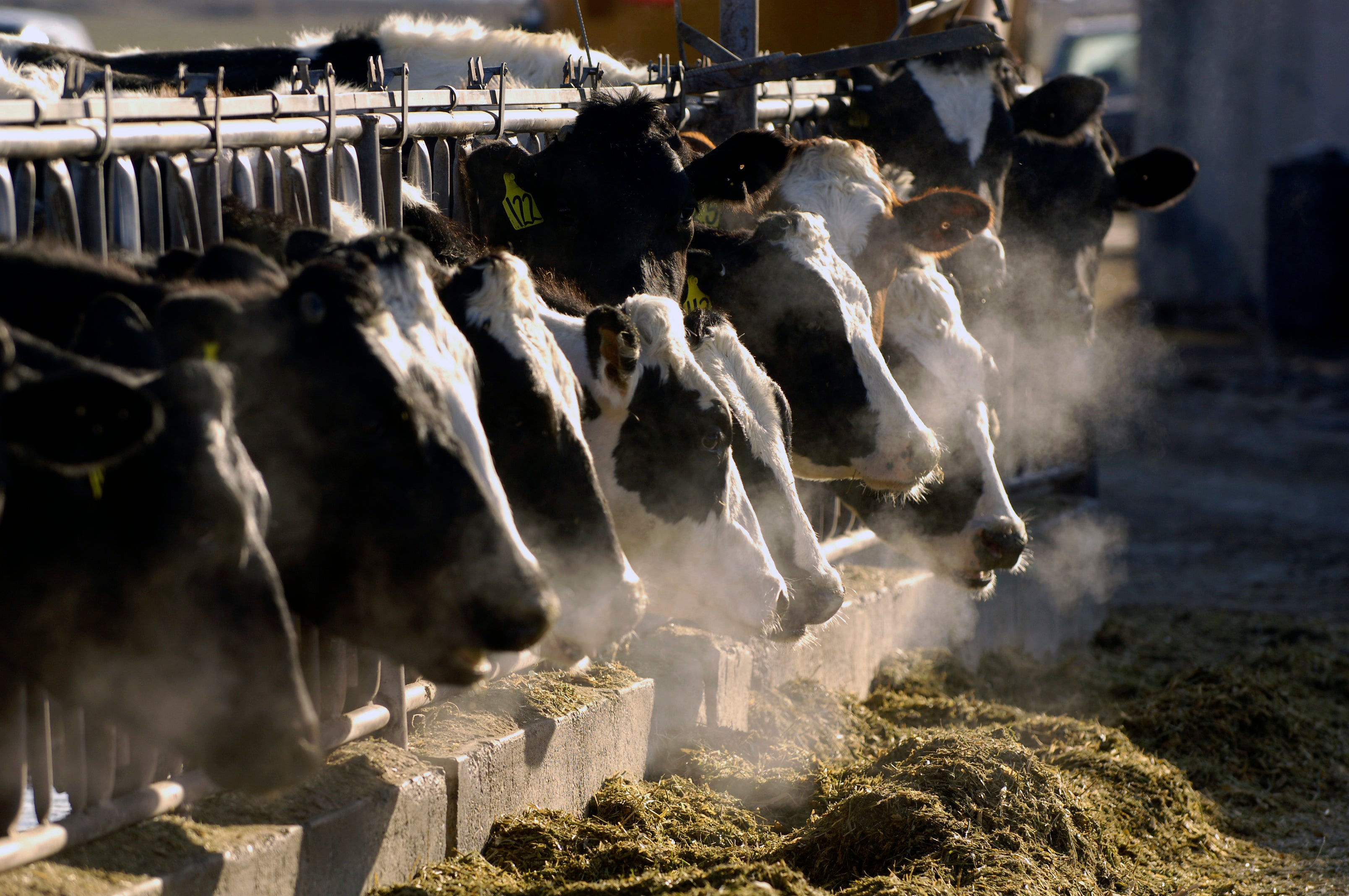 Research Dairy Idaho