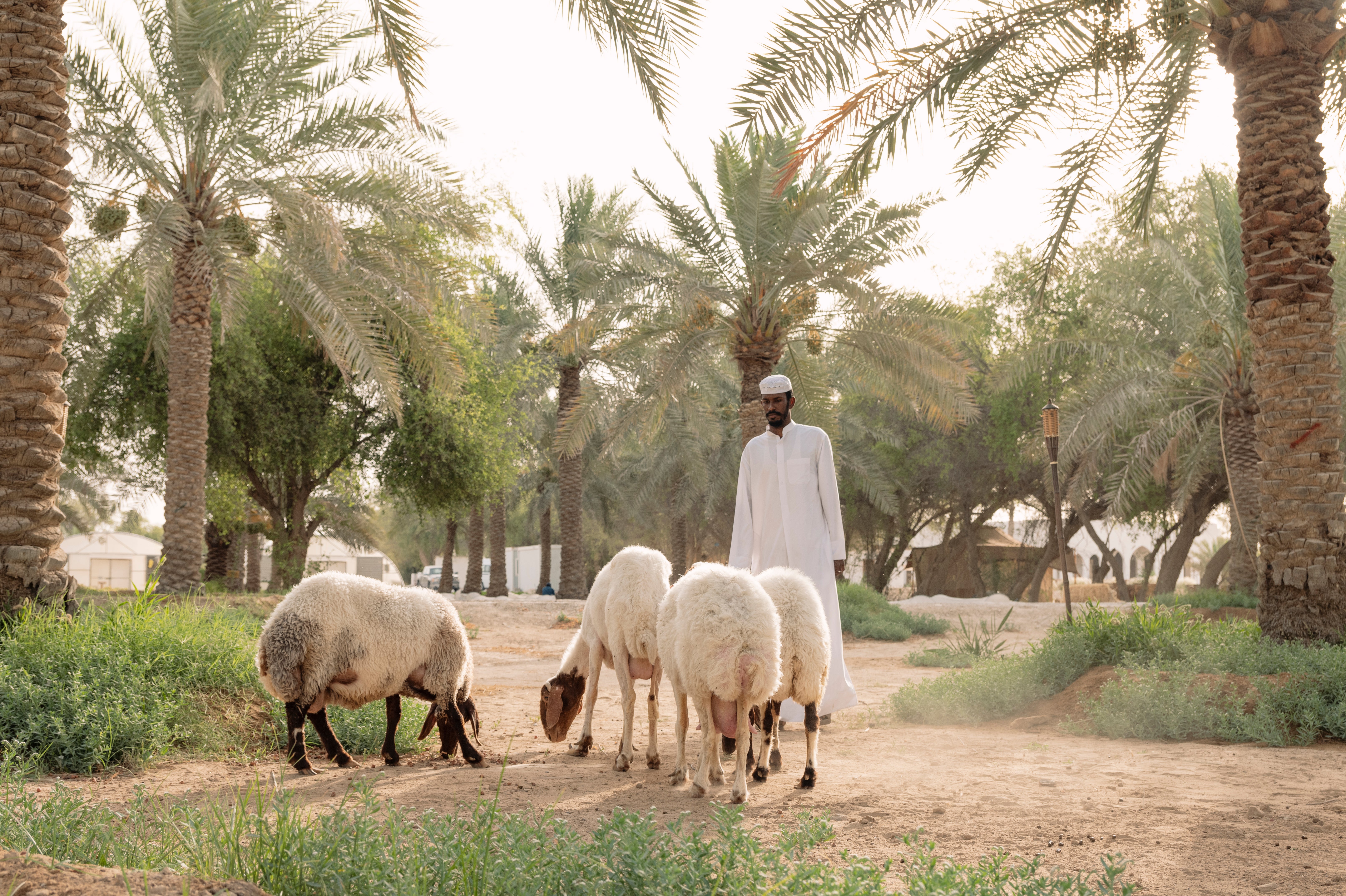 Sheep grazing under the canopy of palm trees at Heenat Salma organic farm