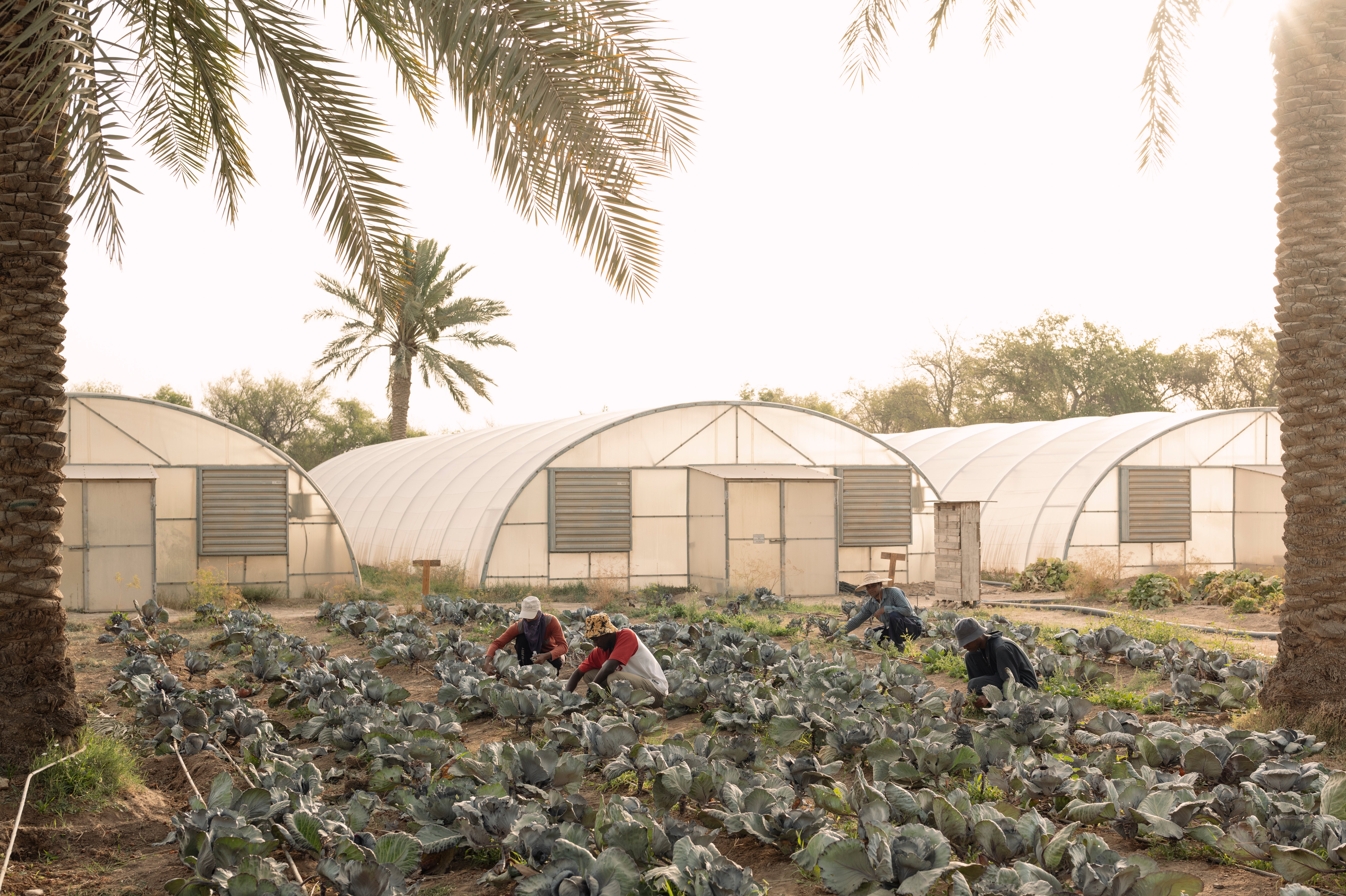 Heenat Salma’s team of farm hands from more than 15 different nations rise as early to tend to the crops to avoid the harsh desert sun