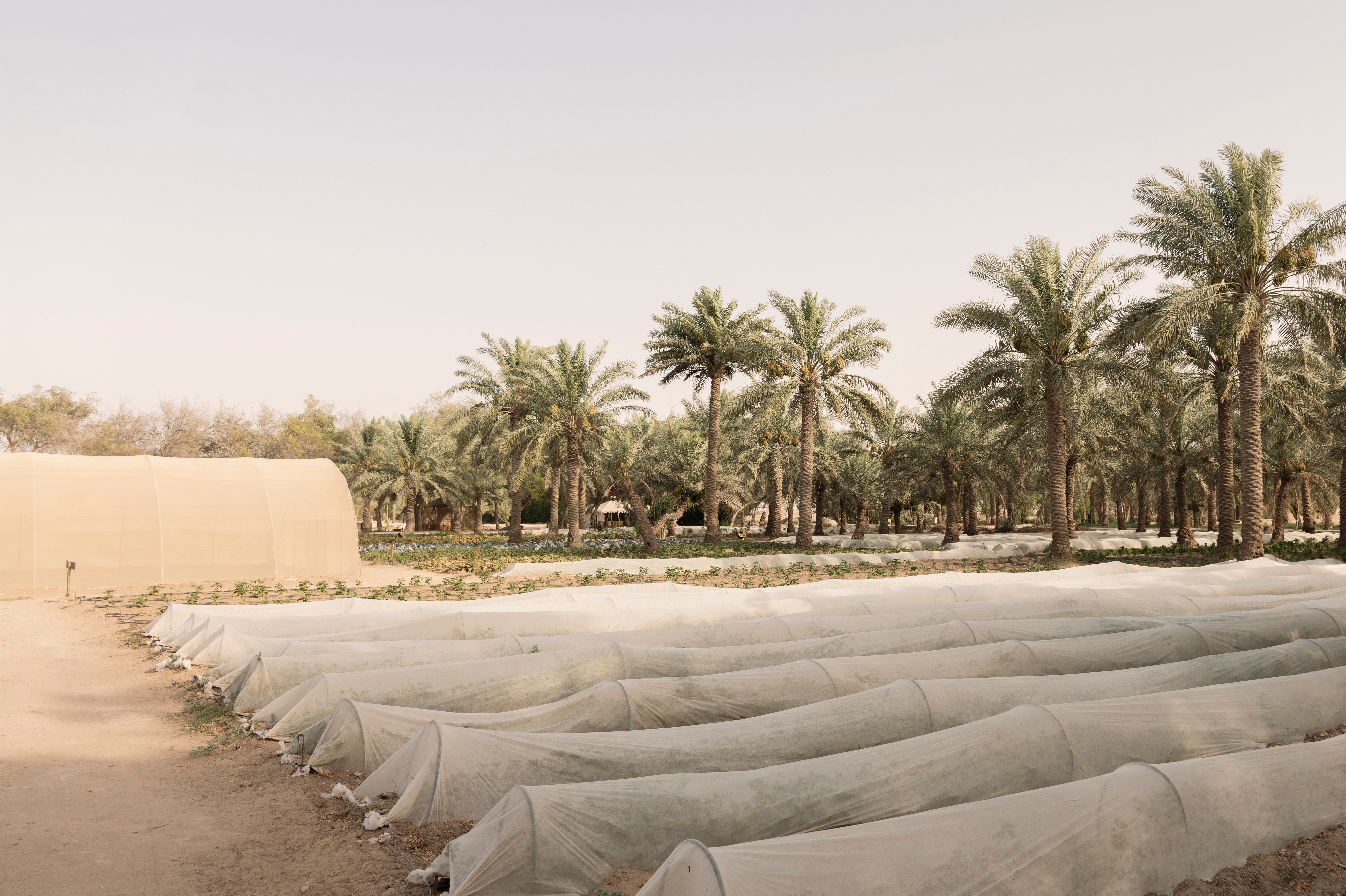 Crops under netting at Heenat Salma farm