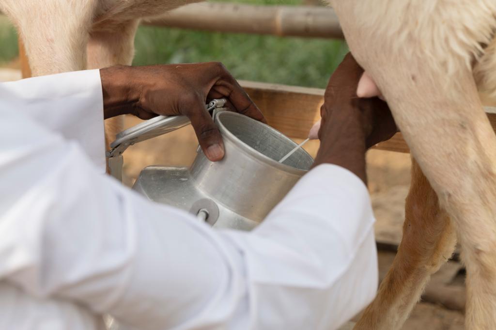 Milking on the farm