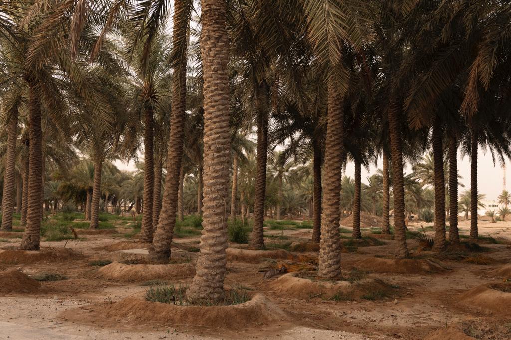 Palm trees are used for shade