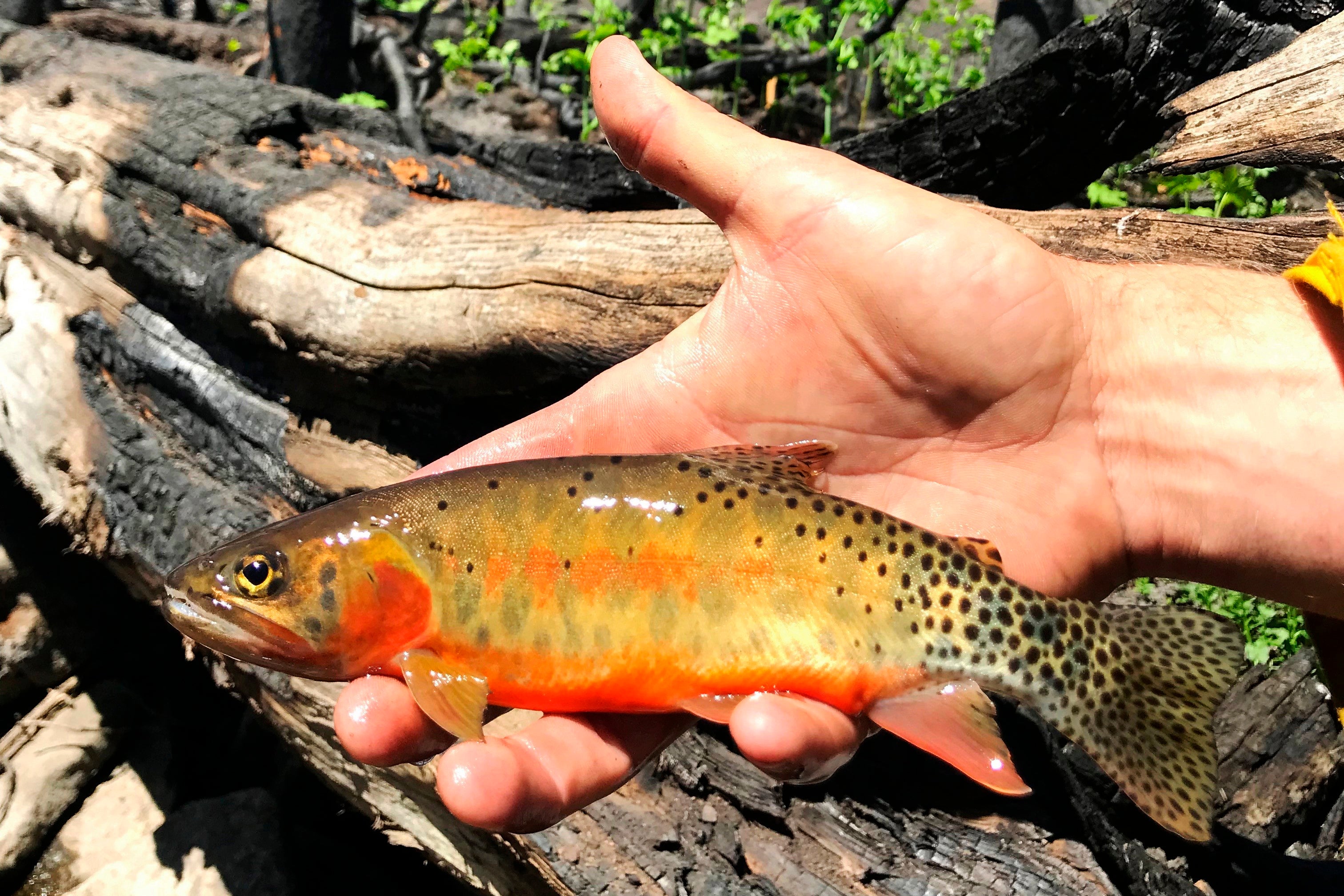 Wildfires Fish at Risk
