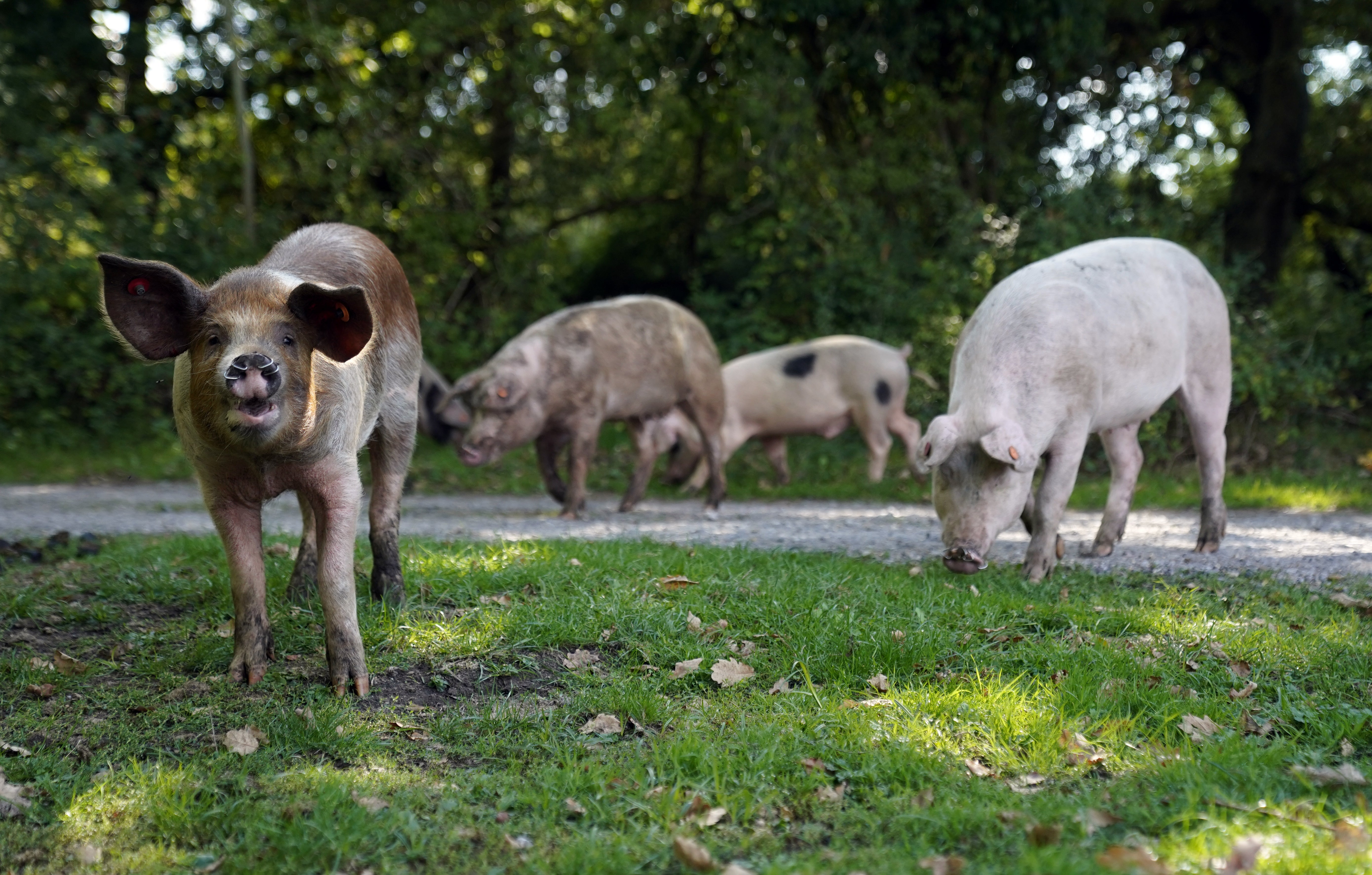 Up to 600 pigs are expected to join the annual pannage in the New Forest (Andrew Matthews/PA)