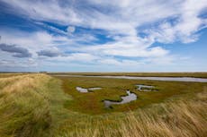 Bumper year for breeding birds at key coastal nature reserve – National Trust