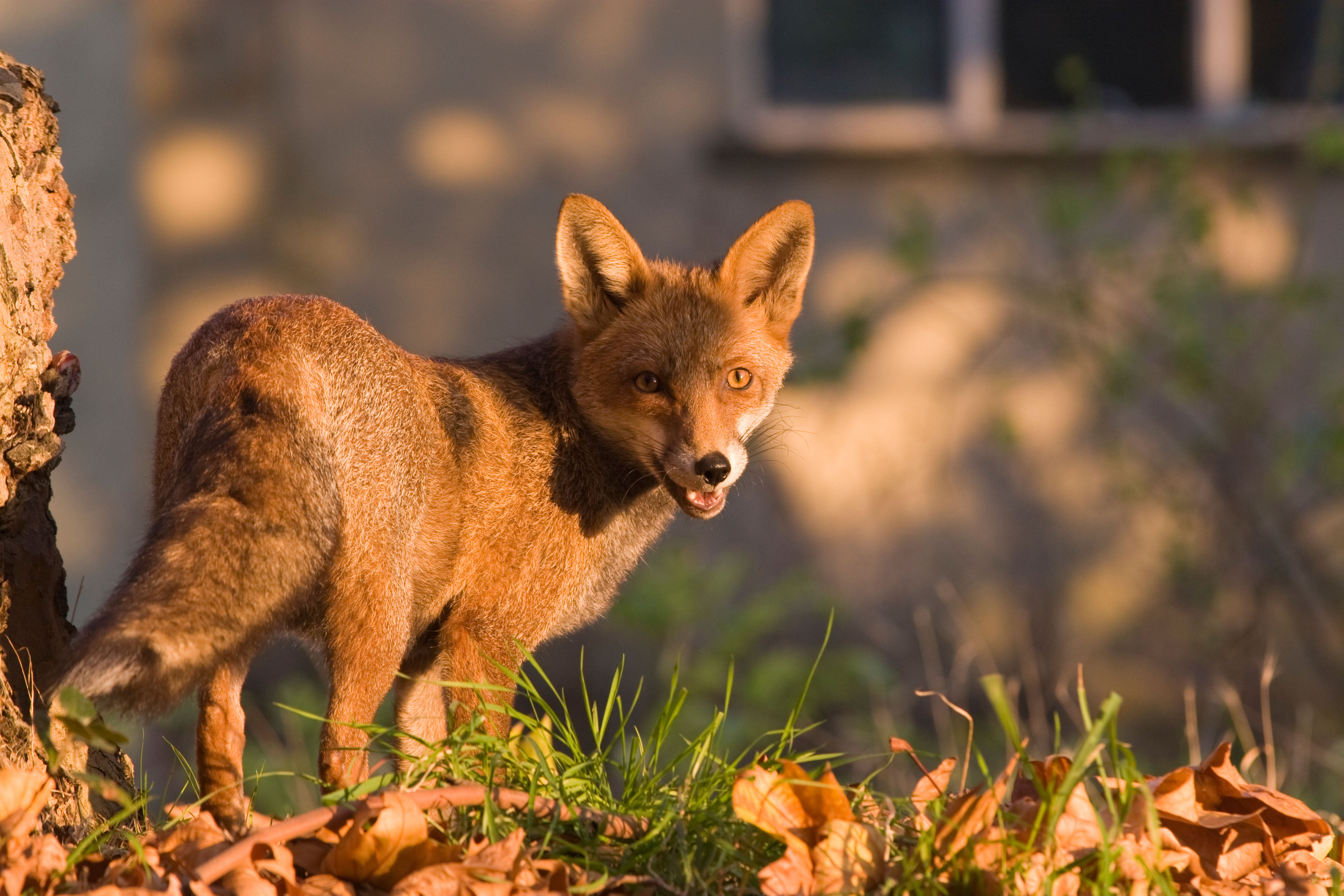 A red fox in an urban area in the UK (Alamy/PA)