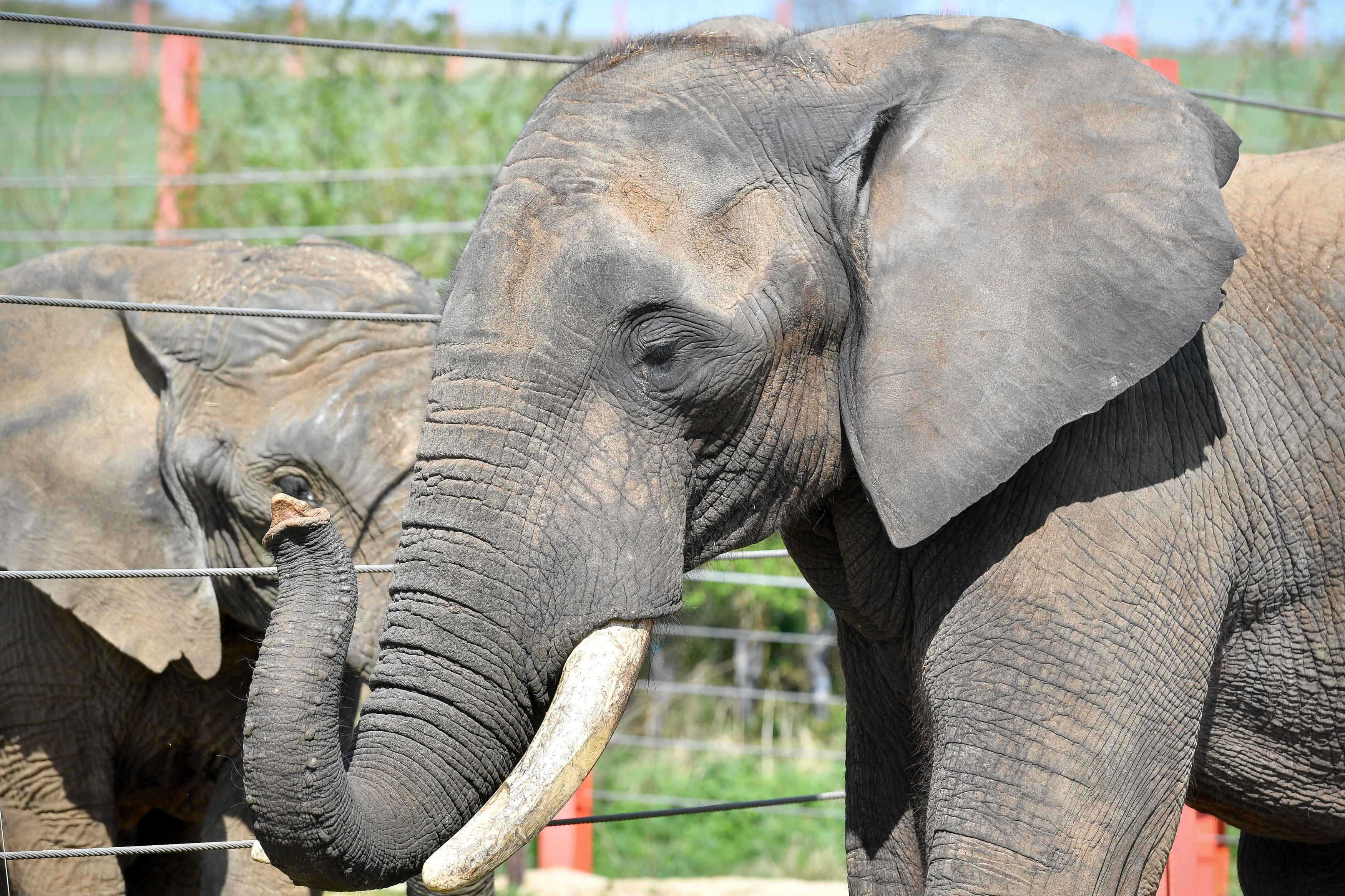 Wildlife charity Born Free said it had identified hundreds of ivory items still being sold online (Ben Birchall/PA)