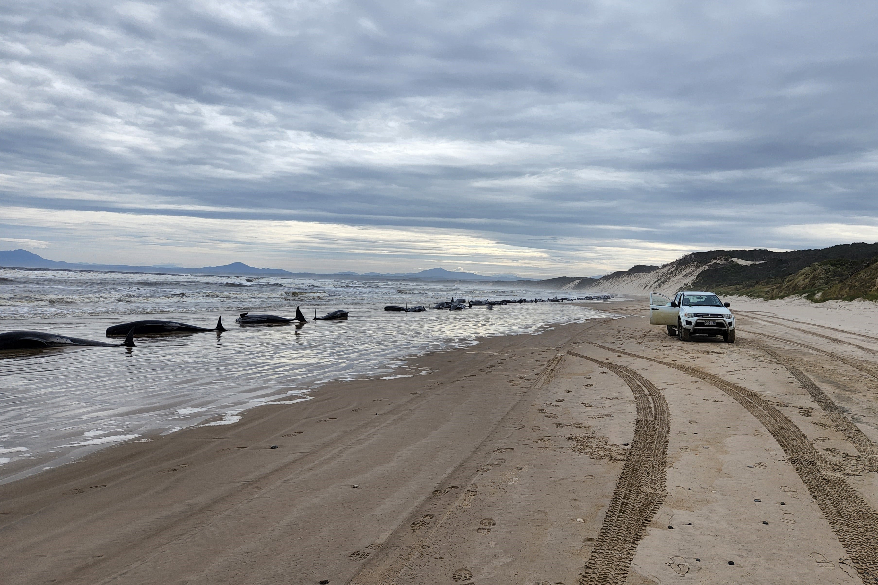 Beached whales on the shoreline in Strahan, Australia