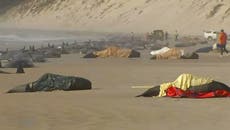 Hundreds of whales stranded on Tasmanian beach