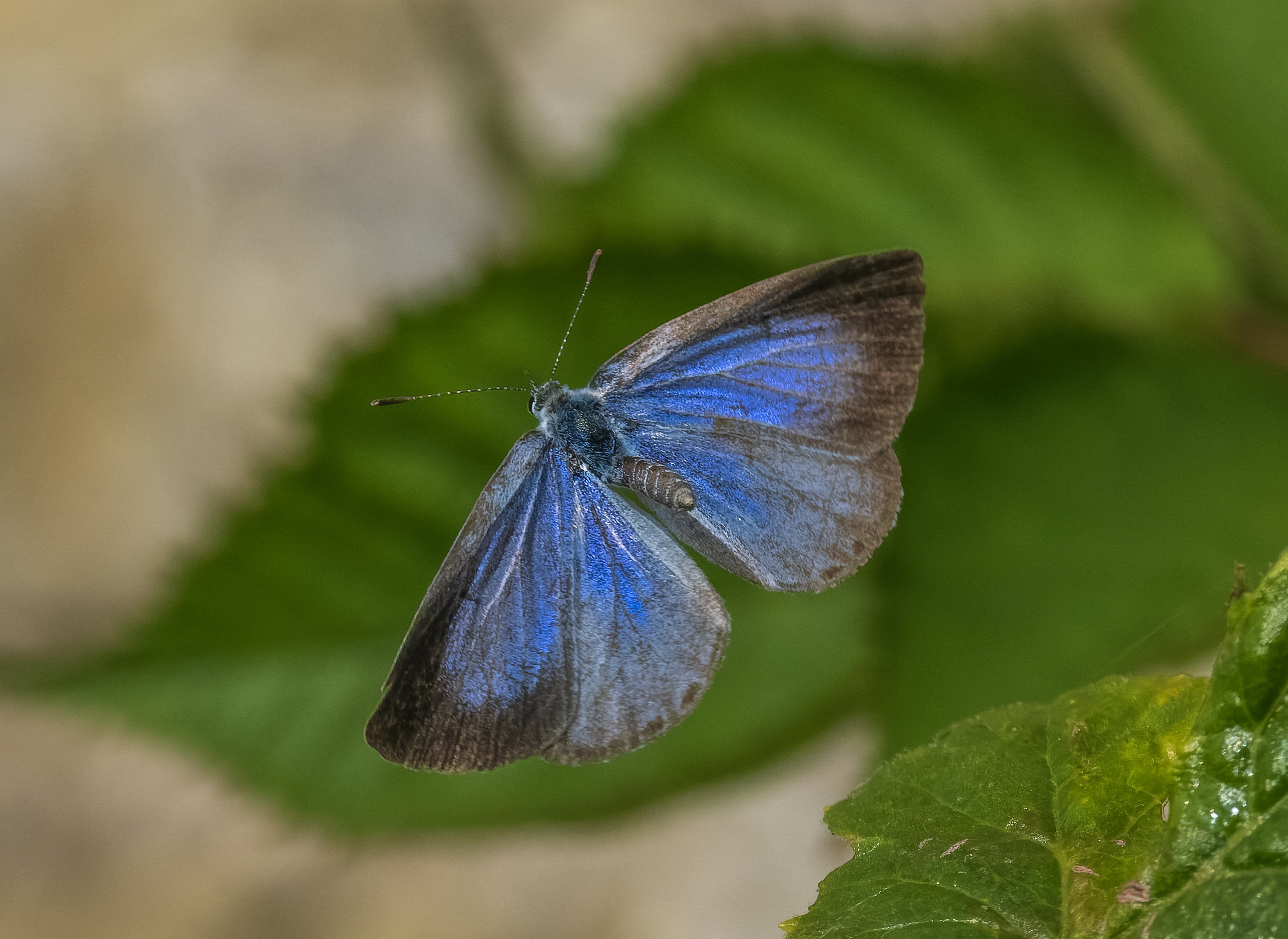 The holly blue is a common sight in southern England, though in recent years it has migrated north