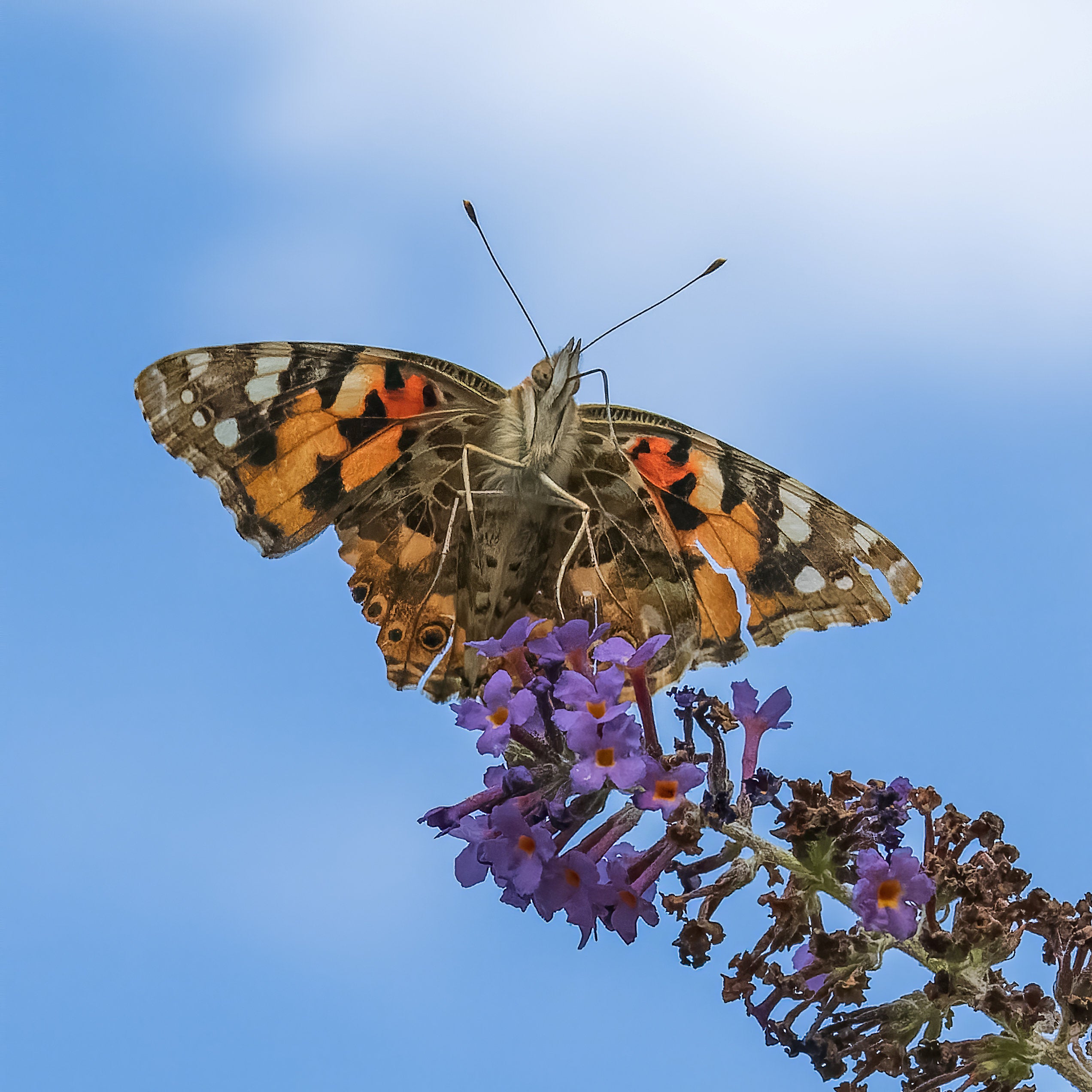 A painted lady in flight