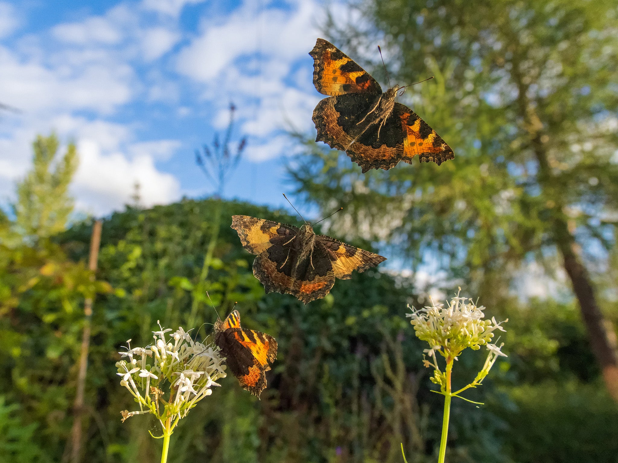 Small tortoiseshells in flight